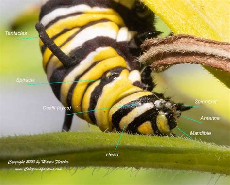 Monarch Caterpillar Anatomy