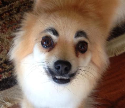 Shows that someone is angry or furious. Pomeranian eyebrow - 15 free HQ online Puzzle Games on ...