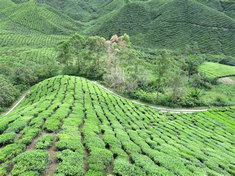 Boh acquired the sungei palas tea garden in the 1950's. SEX HOLLANDS: THE SIGHT, SMELL AND SOUND OF BOH TEA CENTRE ...