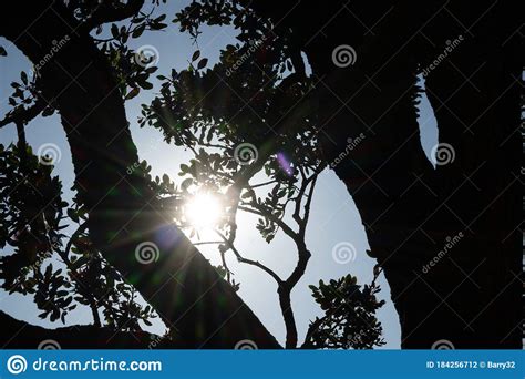 Sunburst Shining Through Branches Of Tree In Silhouette At Sunset Stock