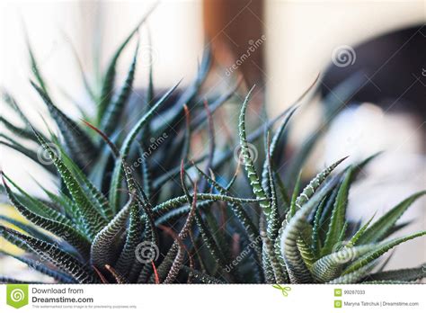 Tentacles Of The Plant Stock Image Image Of Greententacle 99287033