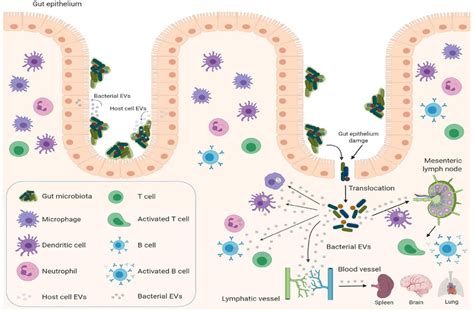 Gut Microbiota And Host Cells Ev Mediated Crosstalk Bacterial Evs Can