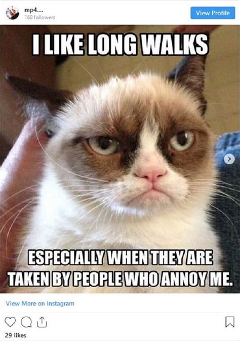 Good Cat Memes That Make You Laugh Grumpy Cat Meme Fu