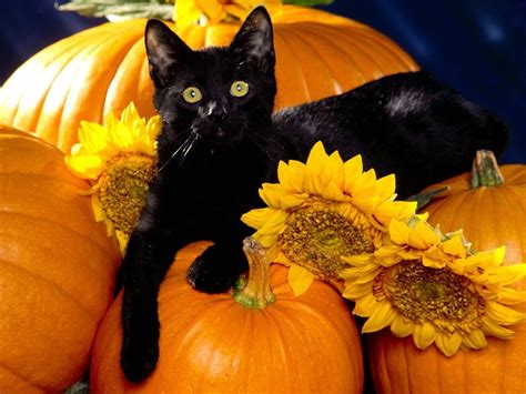 Halloween Cute Animal Wallpapers Wallpaper Cave