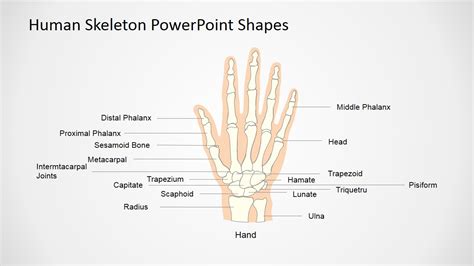Human Skeleton Powerpoint Shapes Slidemodel