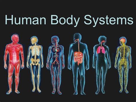 Human Body System Chart