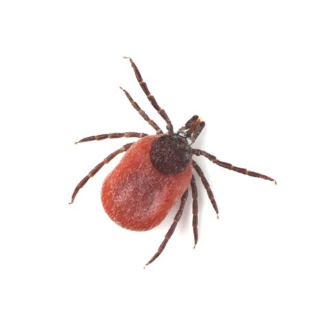 Deer Tick Identification And Habits Ticks In Central And Eastern Virginia