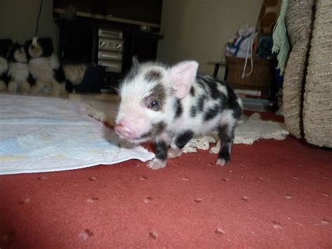 Pictures Of A Cute 3 Day Old Kunekune Piglet