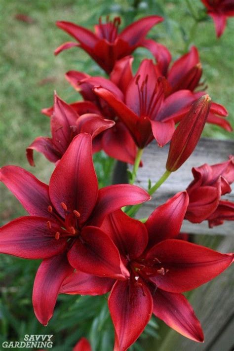 Types Of Lilies 10 Beautiful Cold Hardy Choices For The Garden