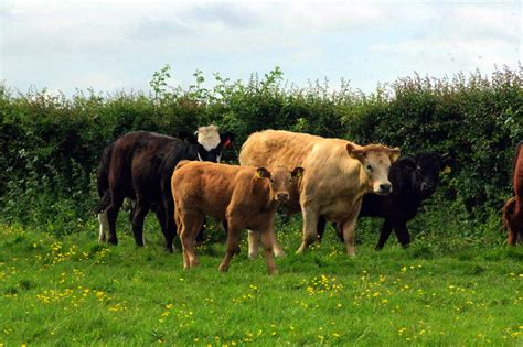 28517 2 Cattle At Westwood Pasture Beverley 05 Donald Judge Flickr