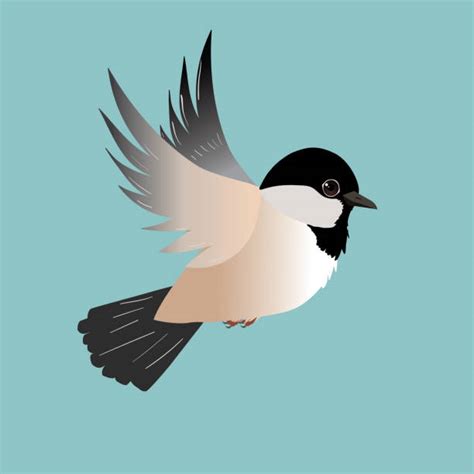 Cartoon Of A Chickadee Bird Illustrations Royalty Free Vector Graphics