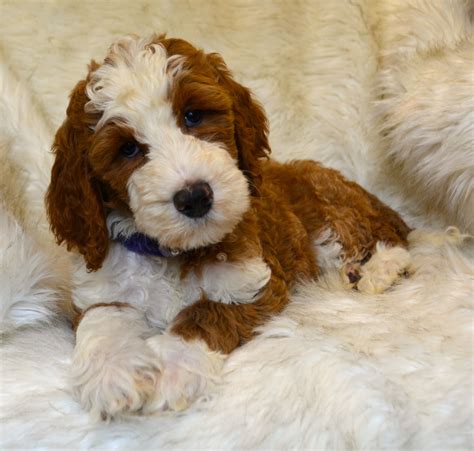 Sunshine acres red goldendoodle puppies for sale are also placing a wholesome responsibility for children to learn the care of a living animal. Doodle Puppies For Sale | Pennsylvania Puppies - Ridley's ...
