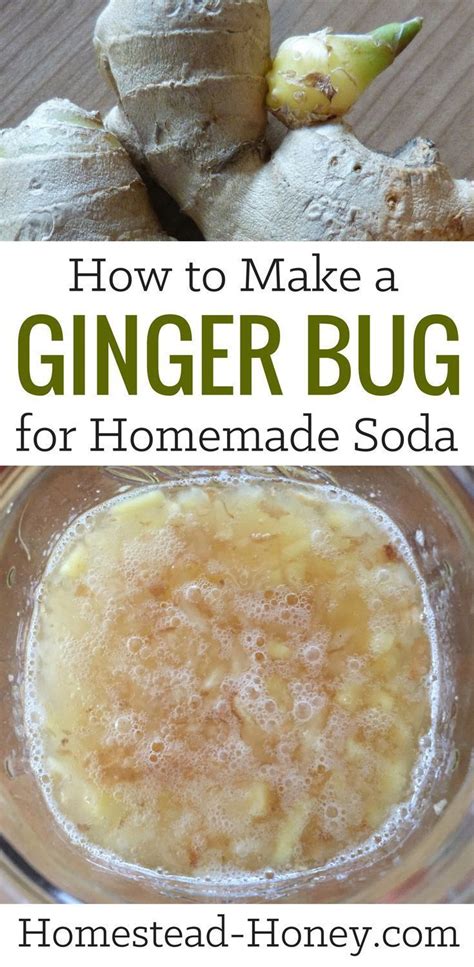 How To Make A Ginger Bug For Homemade Soda Recipe Soda