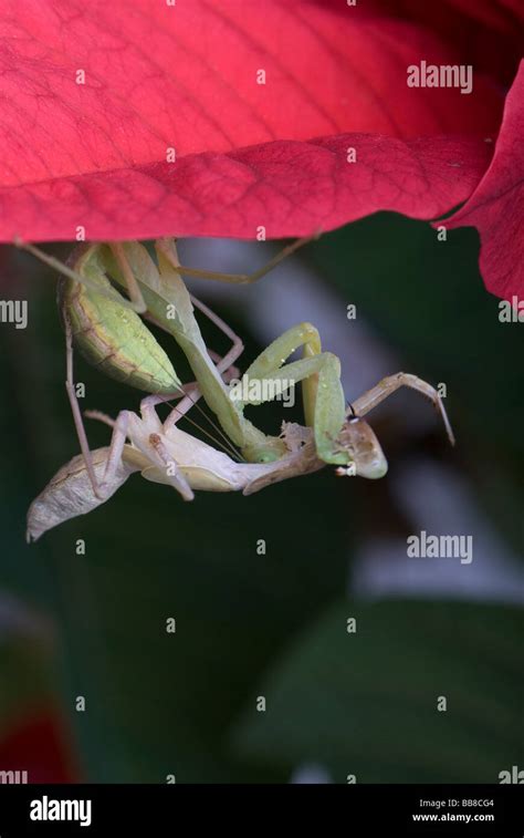 Praying Mantis Eating Mate On Underside Of Poinsettia Leaf Stock Photo