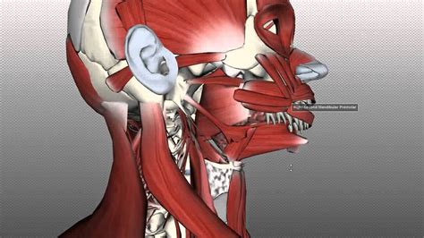 Vocal Anatomy Anatomy Zone Tongue Muscles And The Hyoid Bone Tongue