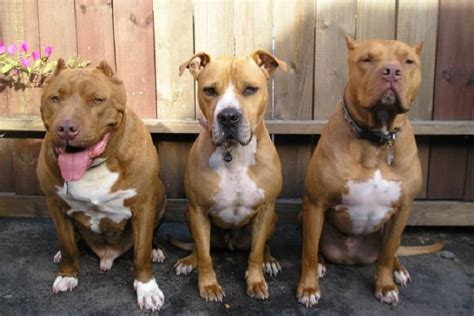 【cuantos Tipos De Pitbulls Hay】