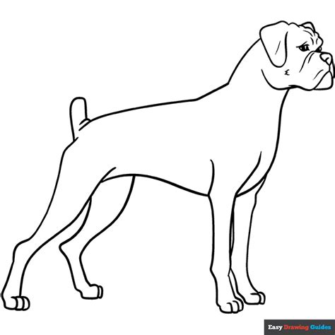 Boxer Dog Coloring Page Easy Drawing Guides