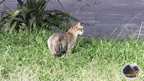 Rare Southern African Wildcat Hunting In Rest Camp Kruger National Park