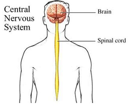 The cns consists of the brain and spinal. Nervous System | Biology