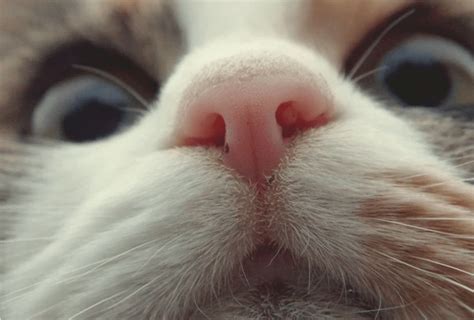 The Cutest Gallery Of Tiny Kitty Boopable Noses I Can Has