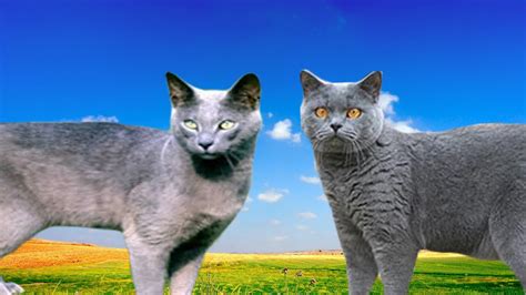 Three tvs launched at very affordable prices. Russian Blue Cat vs British Shorthair - Differences ...