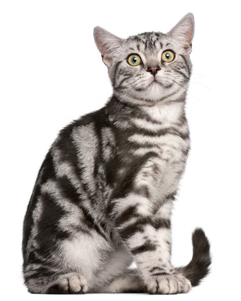 British Shorthair Tabby Cats Breed Information Omlet