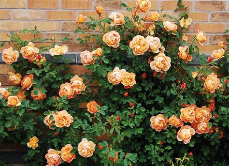 The 8 Best Climbing Roses For Your Garden Trellis Arbor Or Pergola