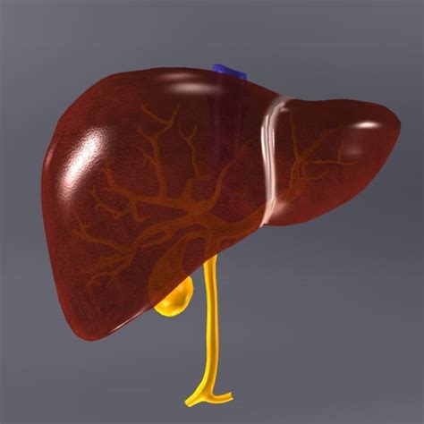 Liver Human X Ray 3d Model