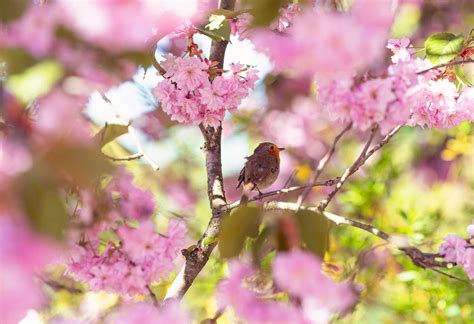 Attract More Species With The Best Trees For Birds