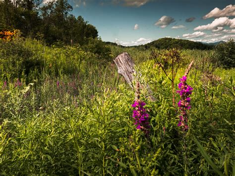 Free Stock Photo 12037 Vermont Meadow Flowers Freeimageslive