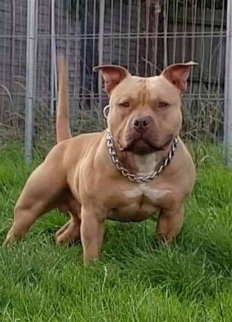All colors and patterns are acceptable. ABKC AMERICAN BULLY POCKET PROVEN STUD. | Willenhall, West ...