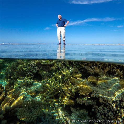 Bbc Earth On Instagram “sir David Attenborough On Reef Top Surrounding