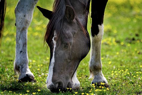 Horse In A Field Of Yellow Flowers Photograph By Tj Baccari