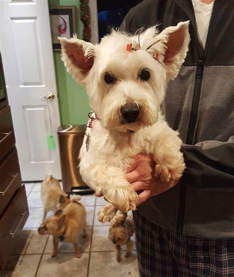 Bella And Missy Is An Adoptable Dog West Highland White Terrier