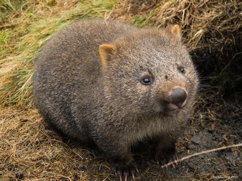Wombat Cute Wombat Wombat Pictures Wombat