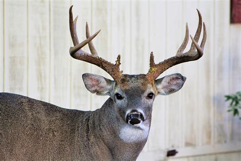 Deer Buck Bucks Free Photo On Pixabay