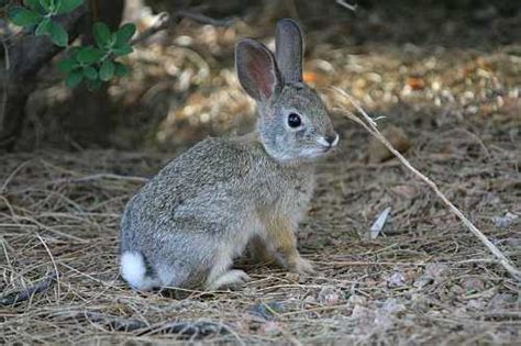 10 Interesting Rabbit Facts My Interesting Facts
