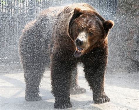 Mama Bears Use Human Shields To Protect Cubs Study New Straits Times