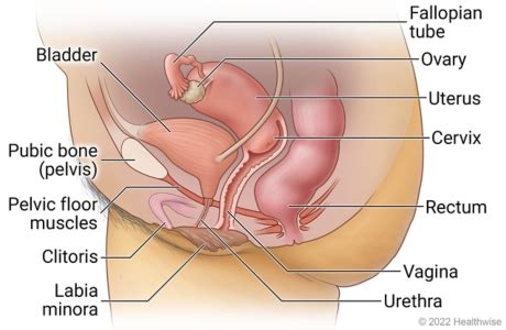 Side View Of Female Pelvic Anatomy In Lower Belly Including A