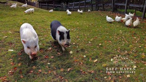 Safe Haven Farm Sanctuary Of Poughquag New York Is Verified By Global