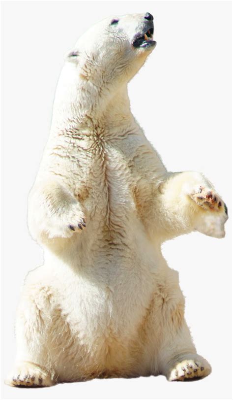 Polar Bear Sitting Polar Bear Standing Png Transparent Transparent