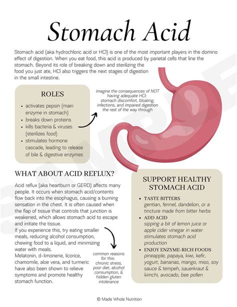 Stomach Acid Handout — Functional Health Research Resources — Made