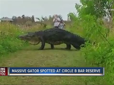 Video Of Huge Gator In Florida Goes Viral