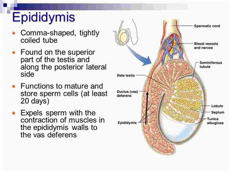 Contents Of The Scrotum Epididymis Vas Deferens Spermatic Cord And