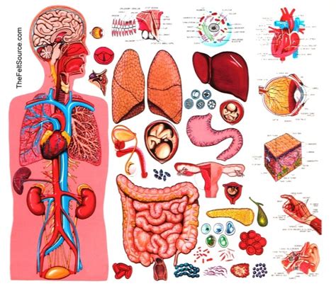 Human Body Organs Color Clip Art Library