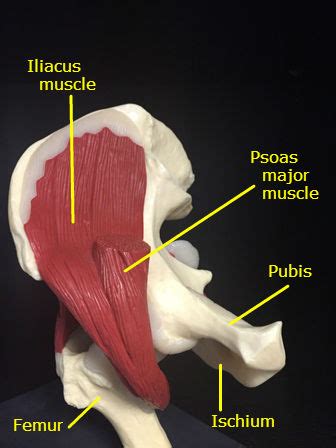 Muscles of the lower limb | anatomy model. (Iliopsoas) Psoas Major | Chandler Physical Therapy