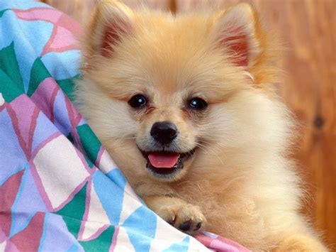 Pomeranian Dog Small Dog Breeds Pet38