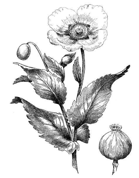 Poppy Flower Drawing Black And White Poppy Clipart Etc Poppy