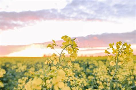 Canola Field In Full Bloom Under Vibrant Sunset Sky Stock Photo Image