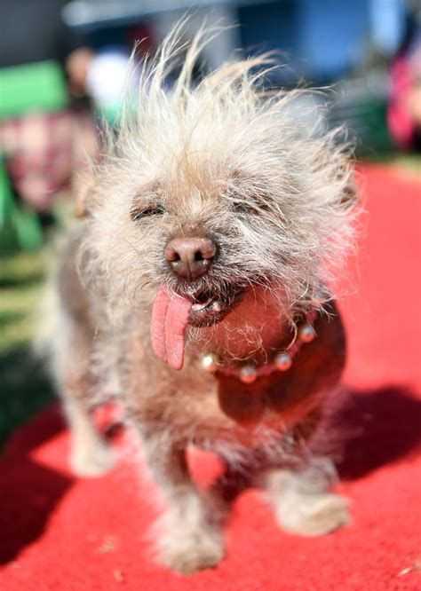 Photos Worlds Ugliest Dog Contest 2017